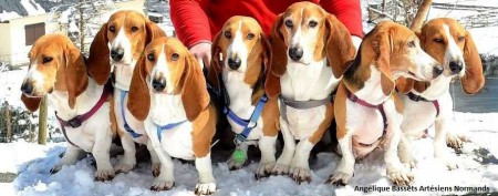 BASSET ARTÉSIEN NORMAND