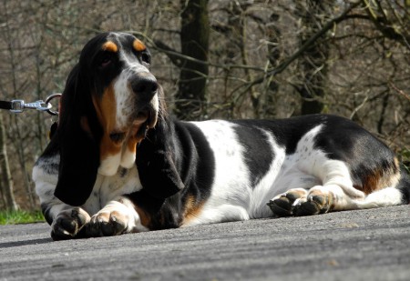 BASSET HOUND
