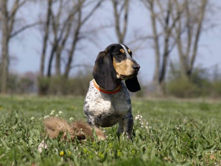 JEAN BLUE D´AN NAONED   